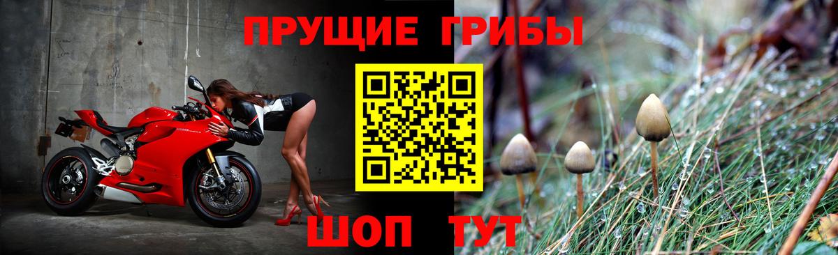 Кудрово  Галлюциногенные грибы GOLDEN TEACHER  Вход с VPN 